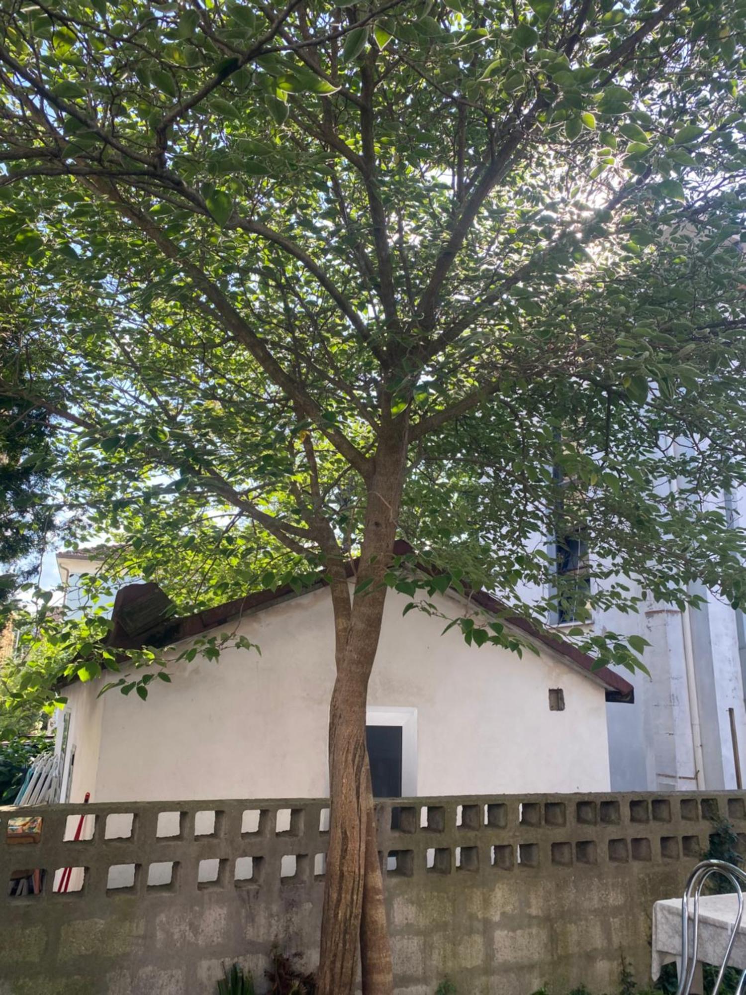 Villa Casa Elisa 8 Bellaria-Igea Marina Esterno foto